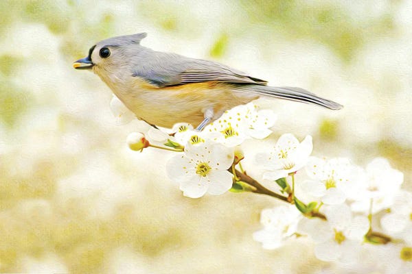 Apple Trees: Tufted Titmouse In Apple Tree by Laura D Young