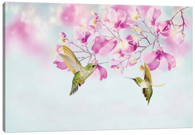 Two Hummingbirds Among Magnolia Flowers Canvas Art Print - Laura D Young