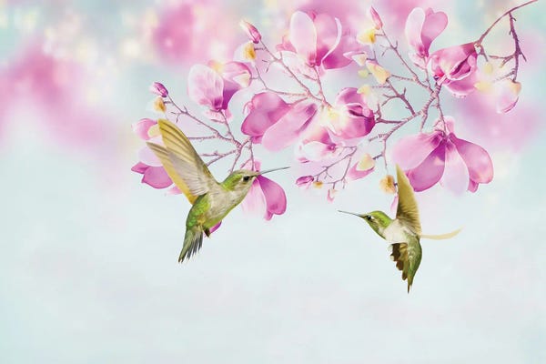Hummingbirds: Two Hummingbirds Among Magnolia Flowers by Laura D Young