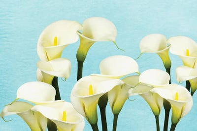 An Arrangement Of Calla Lily Flowers by Laura D Young art print