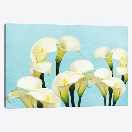 An Arrangement Of Calla Lily Flowers Canvas Print #LDY112} by Laura D Young Canvas Print