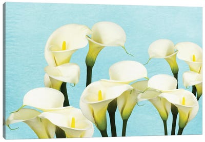 An Arrangement Of Calla Lily Flowers Canvas Art Print - Laura D Young