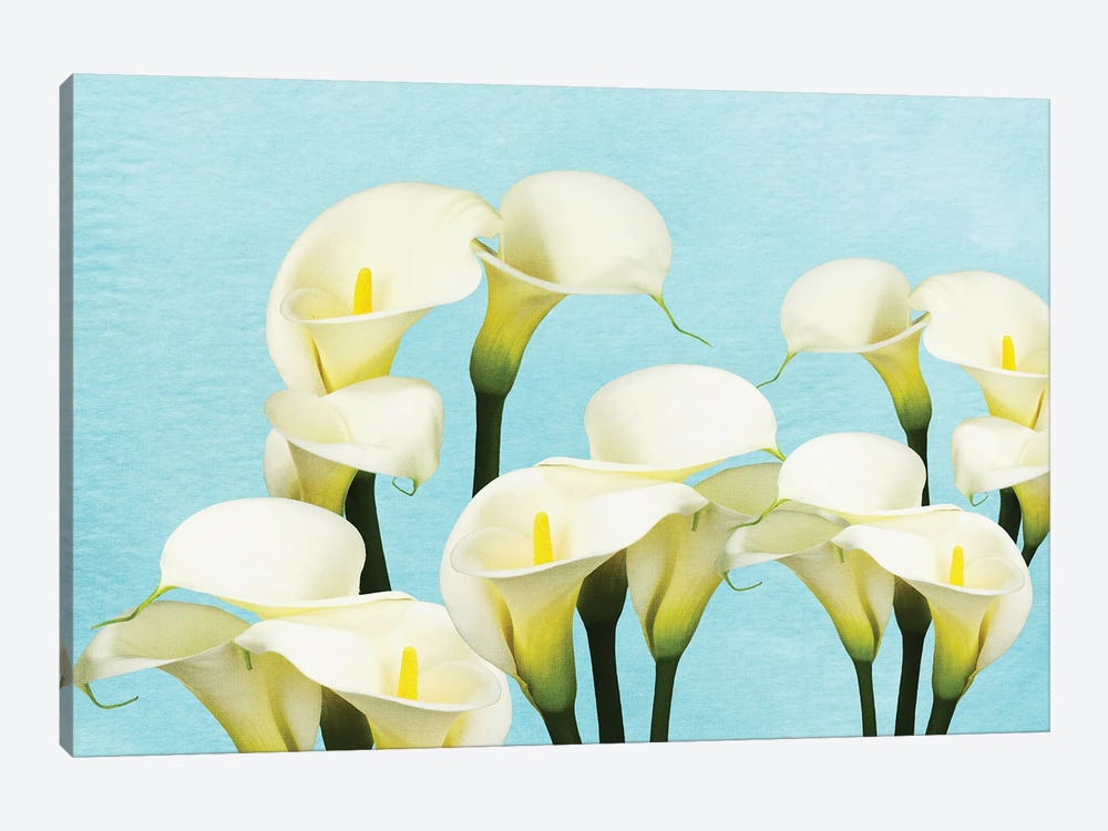 An Arrangement Of Calla Lily Flowers by Laura D Young 1-piece Canvas Wall Art