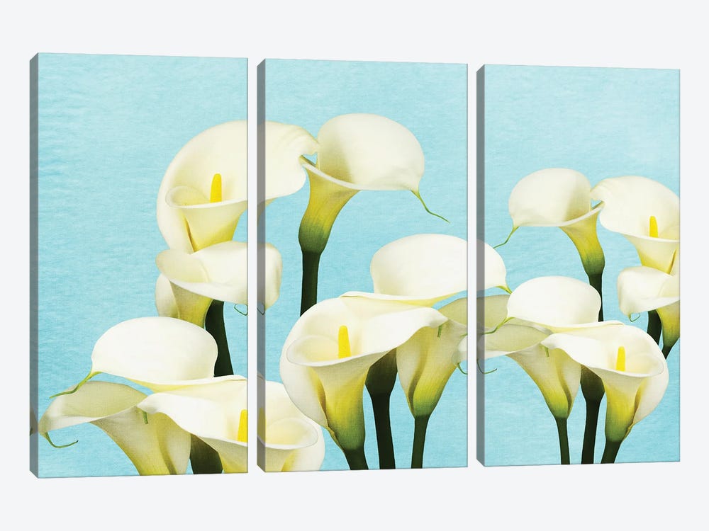 An Arrangement Of Calla Lily Flowers by Laura D Young 3-piece Canvas Art
