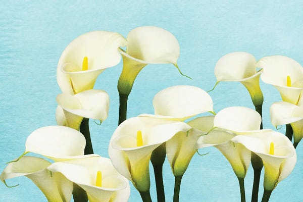 Calla Lilies: An Arrangement Of Calla Lily Flowers by Laura D Young