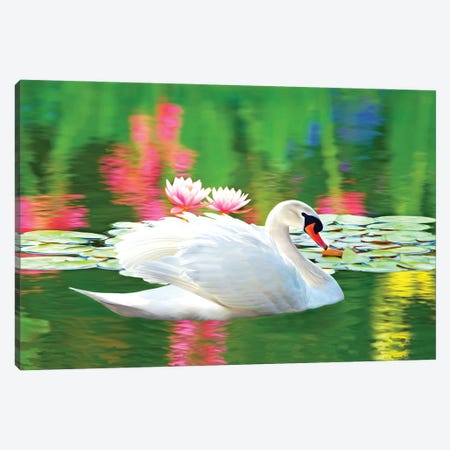 White Swan And Pink Water Lily Reflections Canvas Print #LDY113} by Laura D Young Canvas Print