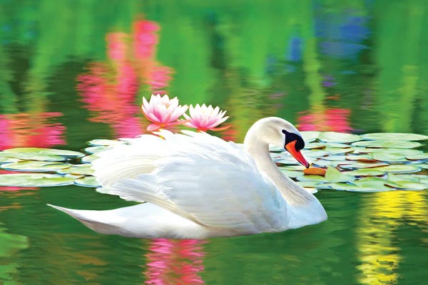 Laura D Young: White Swan And Pink Water Lily Reflections by Laura D Young