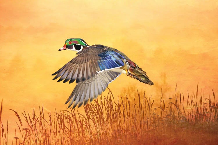 Wood Duck In Flight At Dusk