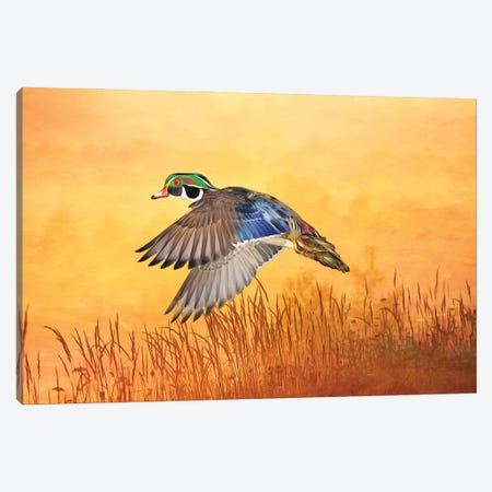 Wood Duck In Flight At Dusk Canvas Print #LDY114} by Laura D Young Canvas Art