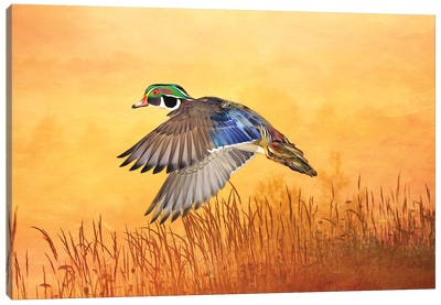 Wood Duck In Flight At Dusk Canvas Art Print - Laura D Young