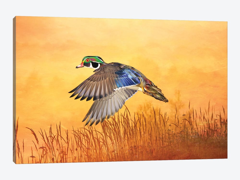 Wood Duck In Flight At Dusk by Laura D Young 1-piece Canvas Art