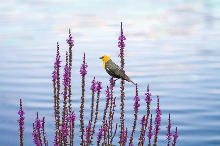 Yellow Headed Blackbird And Pond Flowers