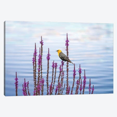 Yellow Headed Blackbird And Pond Flowers Canvas Print #LDY115} by Laura D Young Canvas Wall Art
