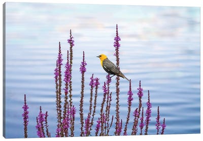 Yellow Headed Blackbird And Pond Flowers Canvas Art Print - Pond Art