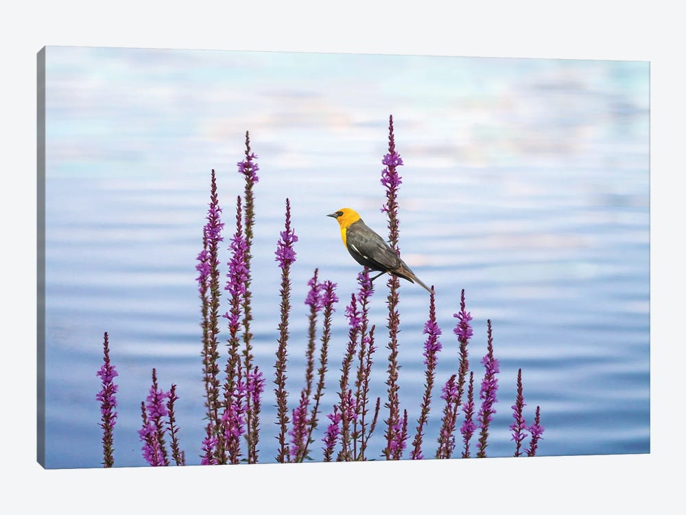 Yellow Headed Blackbird And Pond Flowers by Laura D Young 1-piece Art Print
