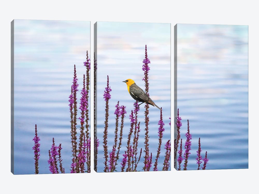 Yellow Headed Blackbird And Pond Flowers by Laura D Young 3-piece Art Print