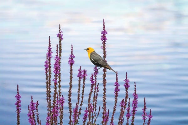 Laura D Young: Yellow Headed Blackbird And Pond Flowers by Laura D Young