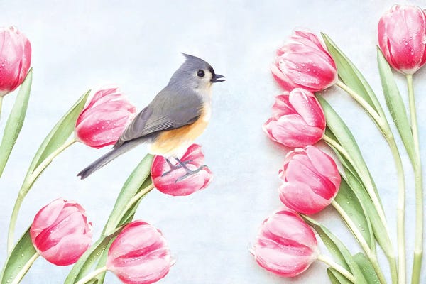 Laura D Young: Tufted Titmouse Bird And Pink Tulips by Laura D Young