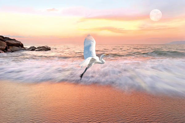 Laura D Young: Great White Egret And Ocean Coast At Daybreak by Laura D Young