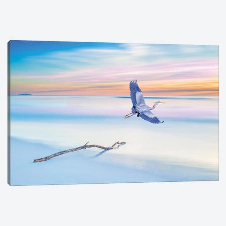 Great Blue Heron Just Before Sunset Canvas Print #LDY118} by Laura D Young Art Print