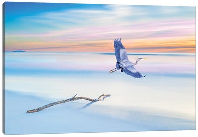 Great Blue Heron Just Before Sunset Canvas Art Print - Heron Art