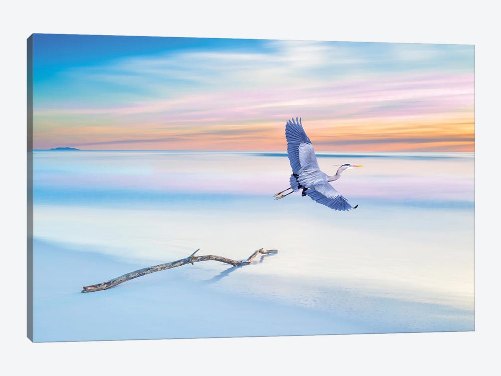 Great Blue Heron Just Before Sunset by Laura D Young 1-piece Canvas Art
