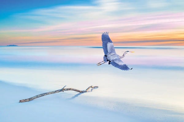 Laura D Young: Great Blue Heron Just Before Sunset by Laura D Young