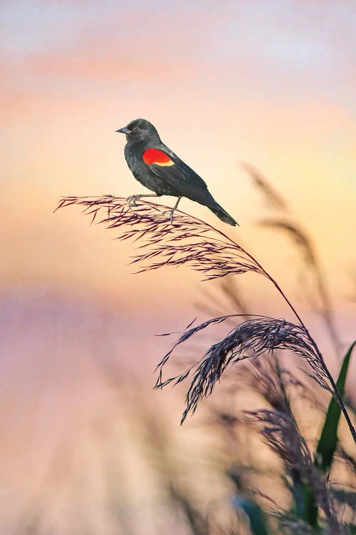 Red Winged Blackbird At Sunset Marshes