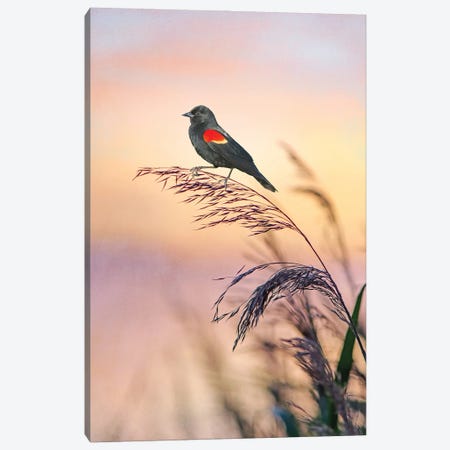 Red Winged Blackbird At Sunset Marshes Canvas Print #LDY11} by Laura D Young Art Print