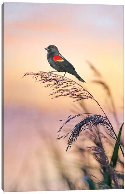Red Winged Blackbird At Sunset Marshes Canvas Art Print - Marsh & Swamp Art