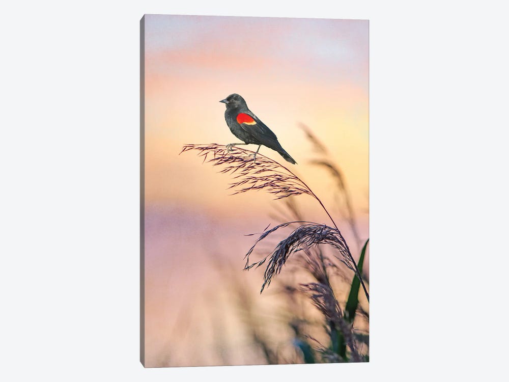Red Winged Blackbird At Sunset Marshes by Laura D Young 1-piece Canvas Art Print