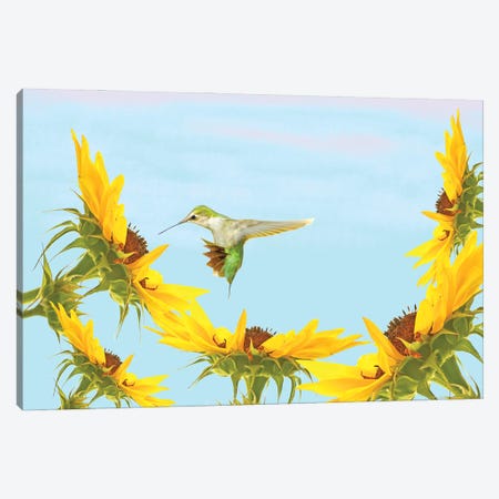 Ruby Throated Hummingbird And Sunflowers Canvas Print #LDY120} by Laura D Young Canvas Wall Art