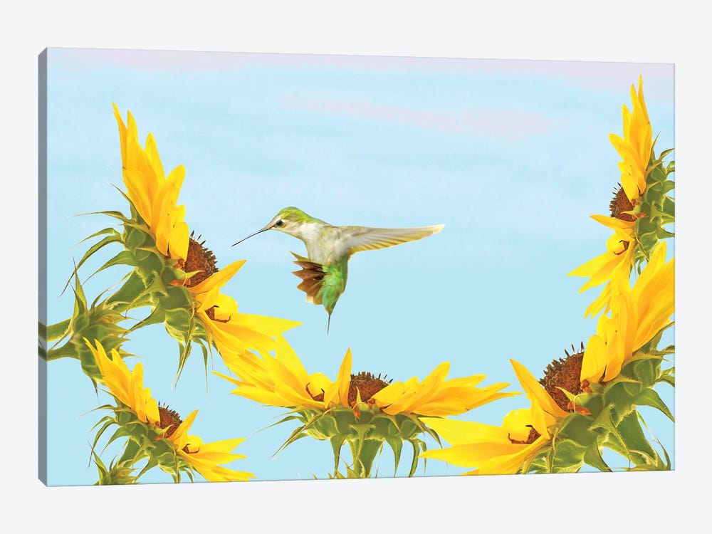 Ruby Throated Hummingbird And Sunflowers by Laura D Young 1-piece Canvas Art Print