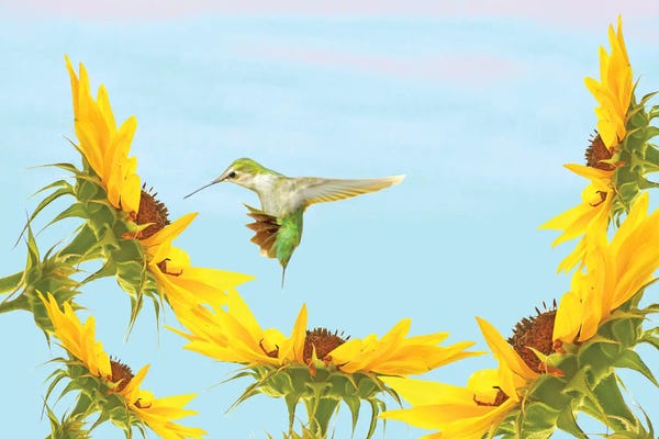 Laura D Young: Ruby Throated Hummingbird And Sunflowers by Laura D Young