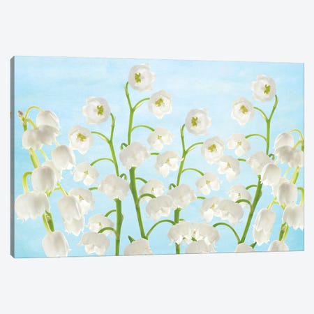 Lily Of The Valley Flowers Canvas Print #LDY121} by Laura D Young Canvas Artwork