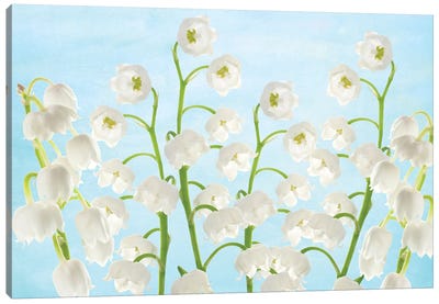 Lily Of The Valley Flowers Canvas Art Print - Laura D Young