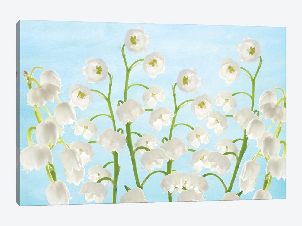 Lily Of The Valley Flowers by Laura D Young 1-piece Canvas Art