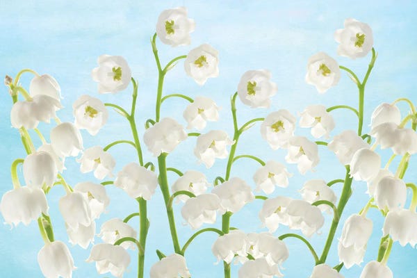 Laura D Young: Lily Of The Valley Flowers by Laura D Young