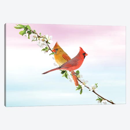 Northern Cardinal Birds In Spring Canvas Print #LDY122} by Laura D Young Canvas Art