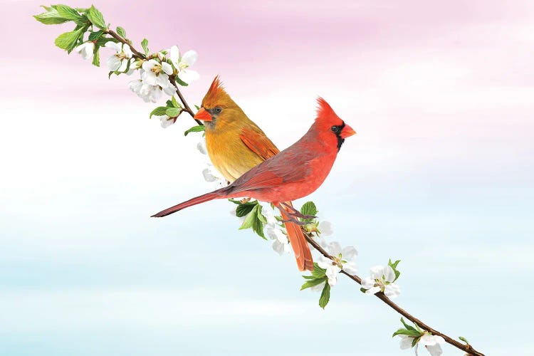 Northern Cardinal Birds In Spring