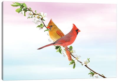 Northern Cardinal Birds In Spring Canvas Art Print - Laura D Young