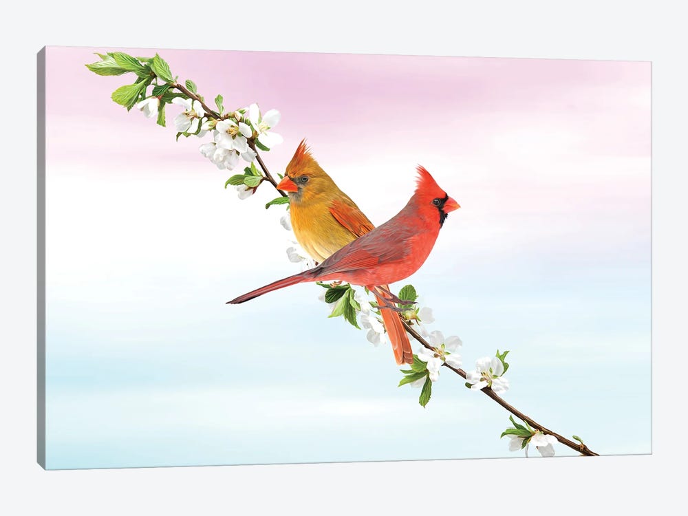 Northern Cardinal Birds In Spring by Laura D Young 1-piece Canvas Print