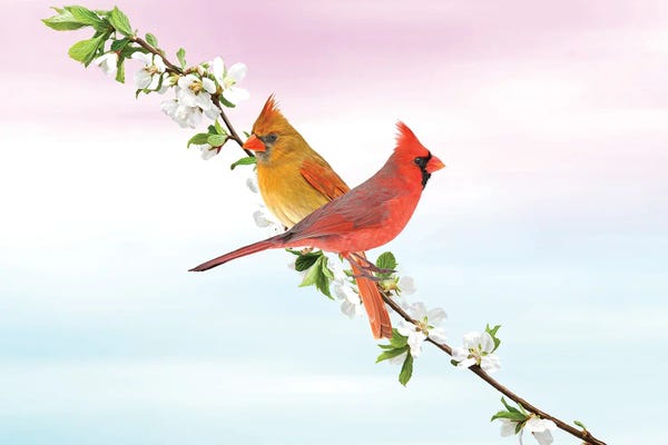 Cardinals: Northern Cardinal Birds In Spring by Laura D Young