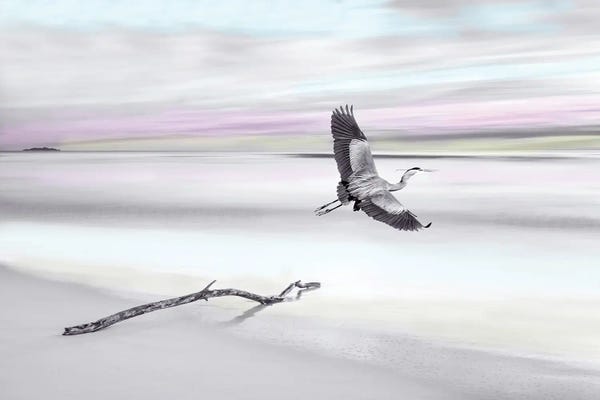 Laura D Young: Great Blue Heron At Ocean Beach with Spot Color by Laura D Young