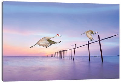 Sandhill Cranes In Flight Canvas Art Print - Laura D Young