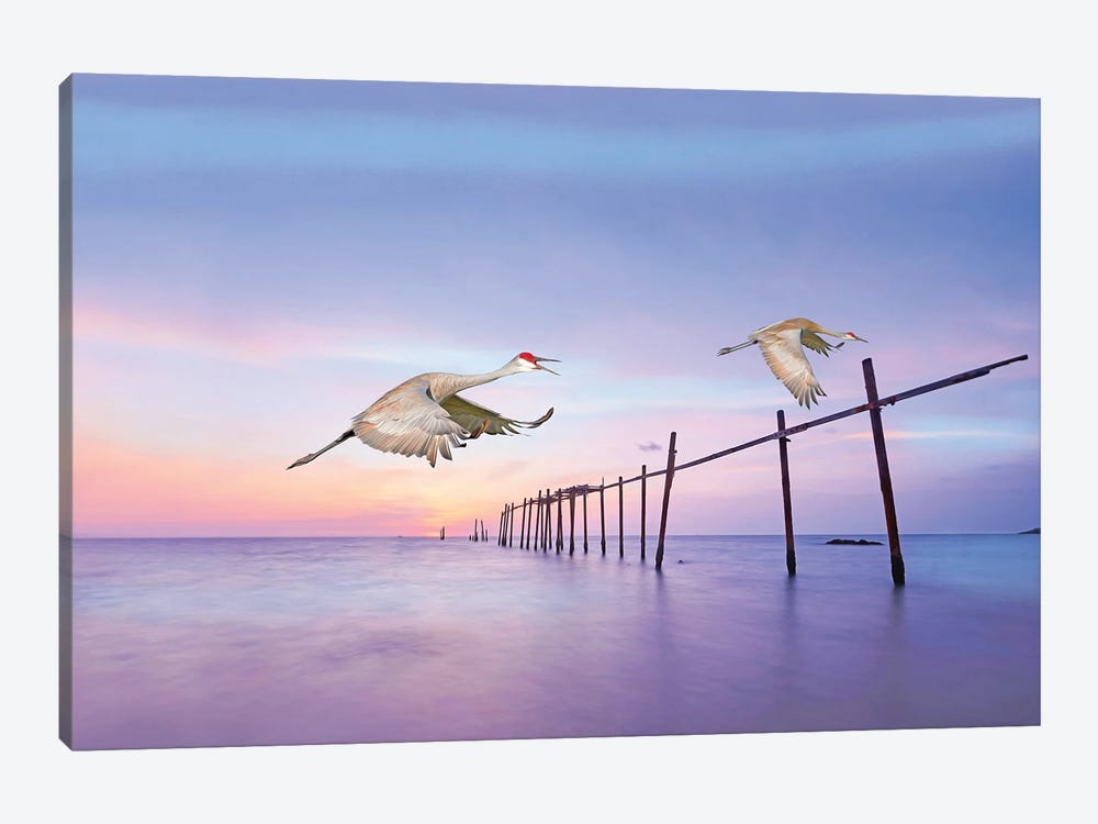 Sandhill Cranes In Flight by Laura D Young 1-piece Canvas Print