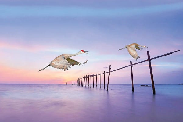 Laura D Young: Sandhill Cranes In Flight by Laura D Young
