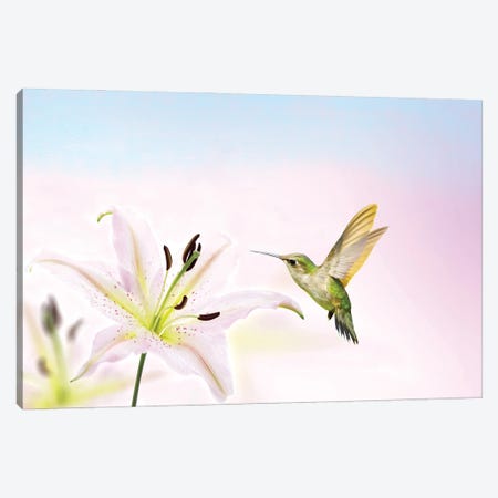 Hummingbird And Lily Flower Canvas Print #LDY125} by Laura D Young Canvas Print