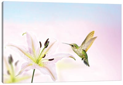 Hummingbird And Lily Flower Canvas Art Print - Laura D Young
