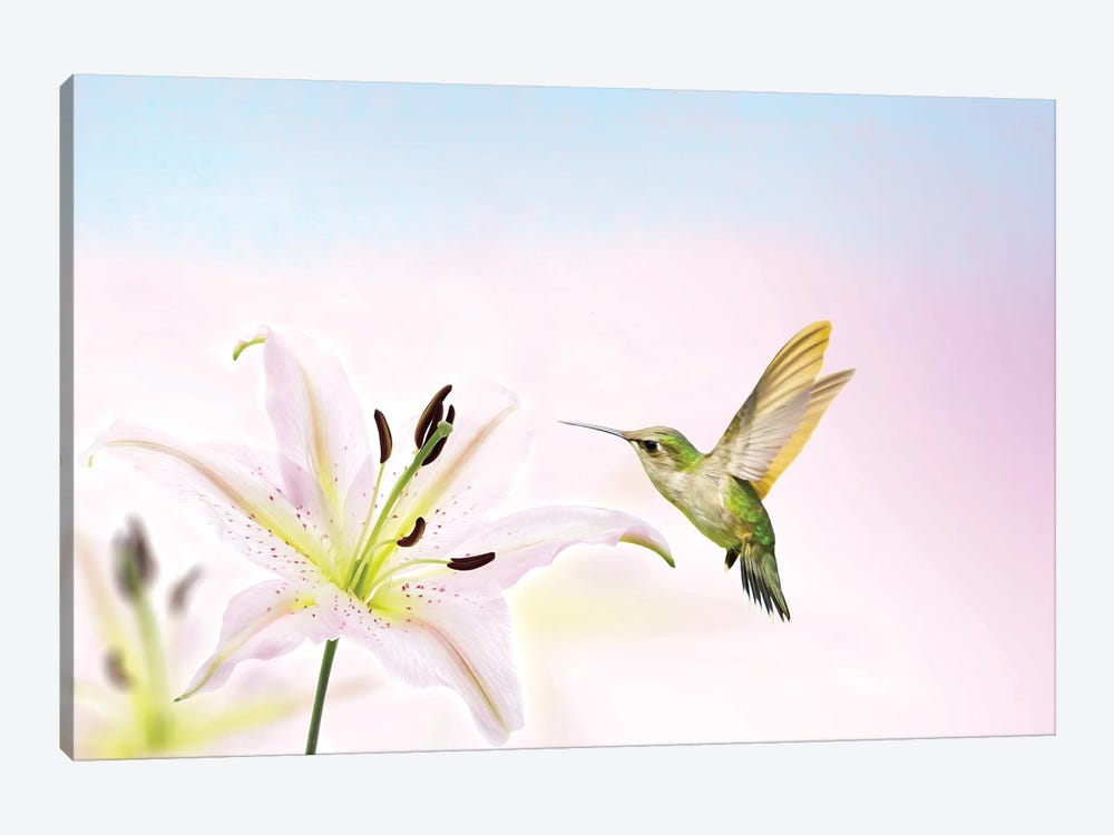 Hummingbird And Lily Flower by Laura D Young 1-piece Canvas Wall Art
